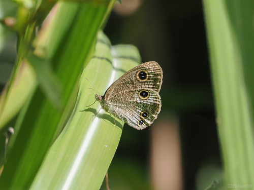 Striated Ringlet