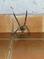 Phoneutria eickstedtae