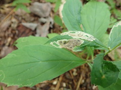 Liriomyza limopsis