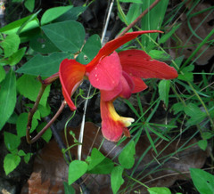 Bletia coccinea