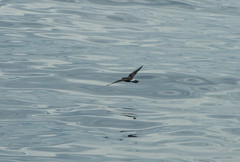 Hydrobates leucorhous