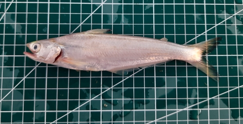 Batchwa vacha (Eutropiichthys vacha) — Schilbeidae — 2