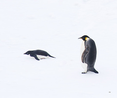 Aptenodytes forsteri