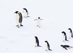 Aptenodytes forsteri