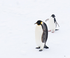 Aptenodytes forsteri