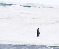 Aptenodytes forsteri