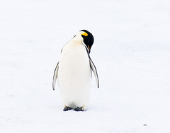 Aptenodytes forsteri