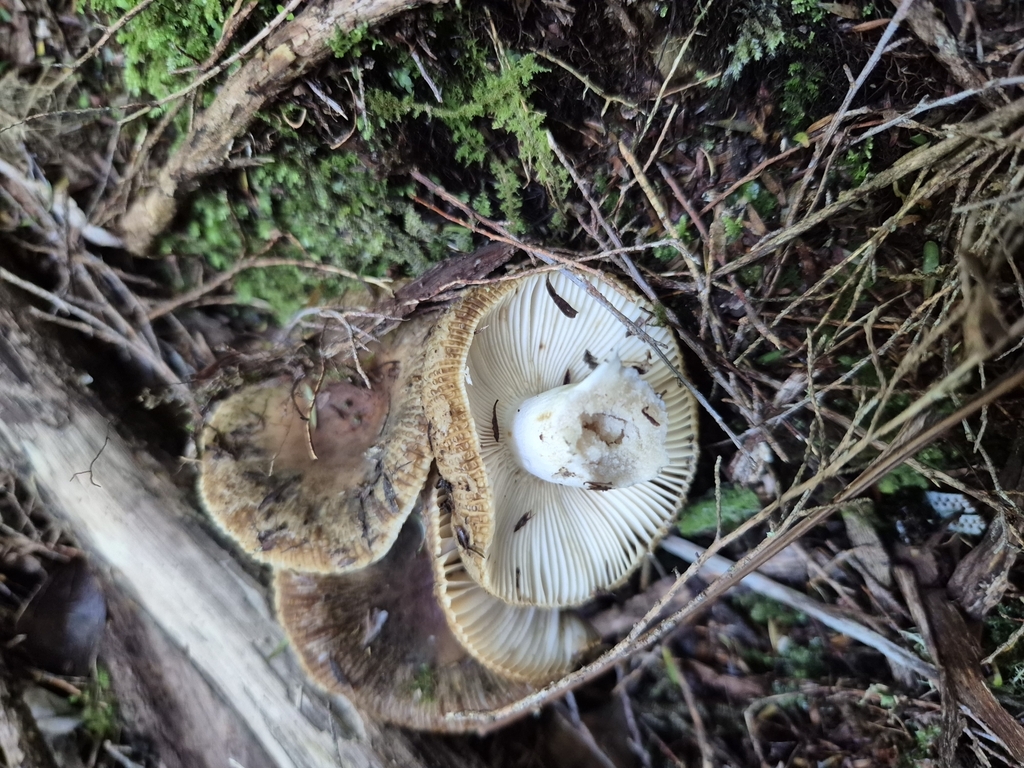 Russula vinaceocuticulata