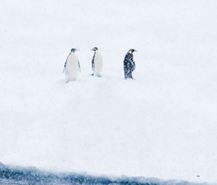 Aptenodytes forsteri