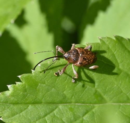 Acorn weevil