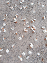 Nyctanthes arbor-tristis