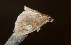 Perispasta caeculalis
