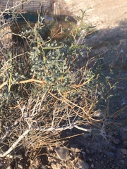 Psorothamnus arborescens