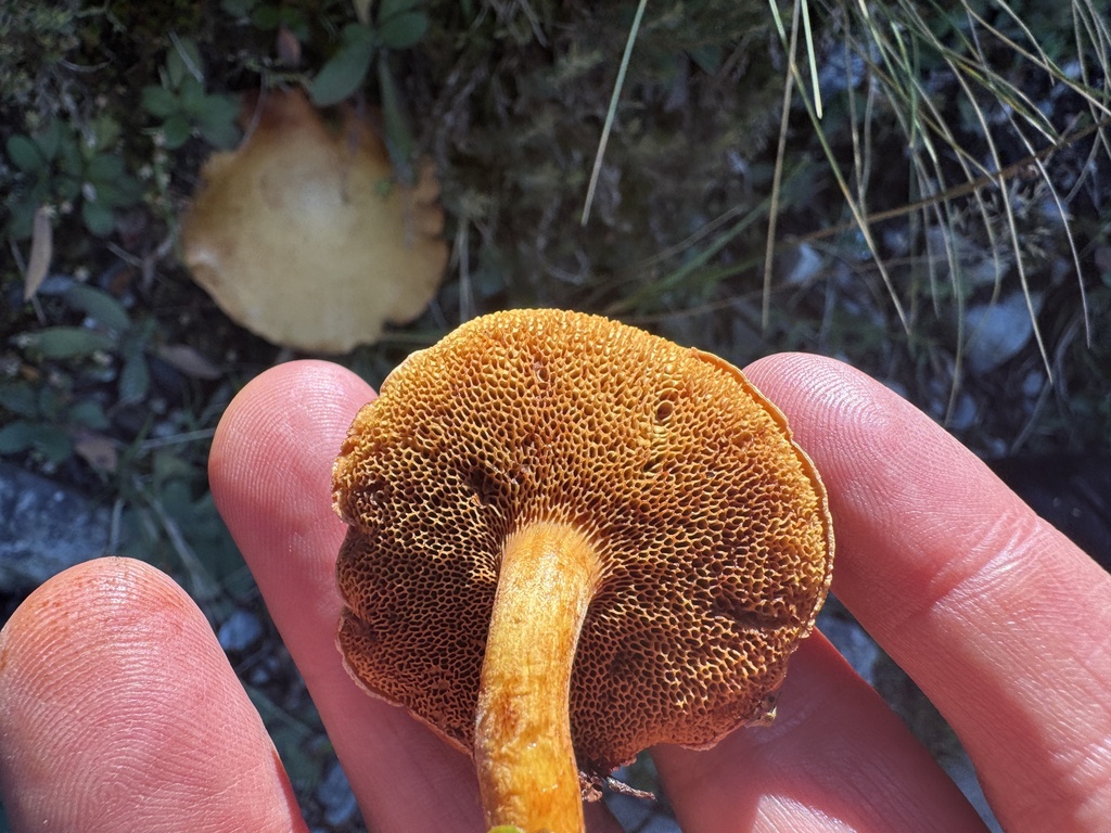 Chalciporus piperatus · April 2025 · photo: © iandickie (iNaturalist, cc-by)
