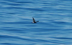 Hydrobates leucorhous