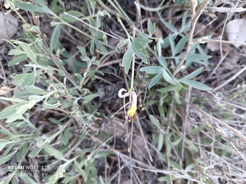 Corydalis schanginii, photograph 6
