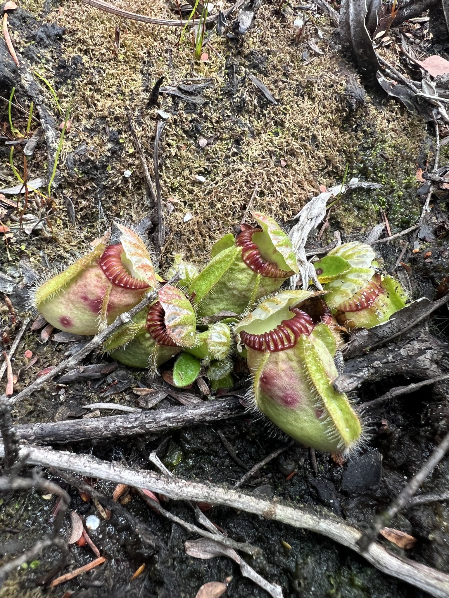 Imagem de Planta-carnívora-australiana