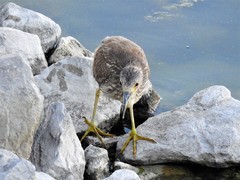 Nycticorax nycticorax