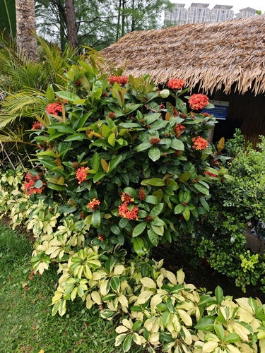 Ixora chinensis