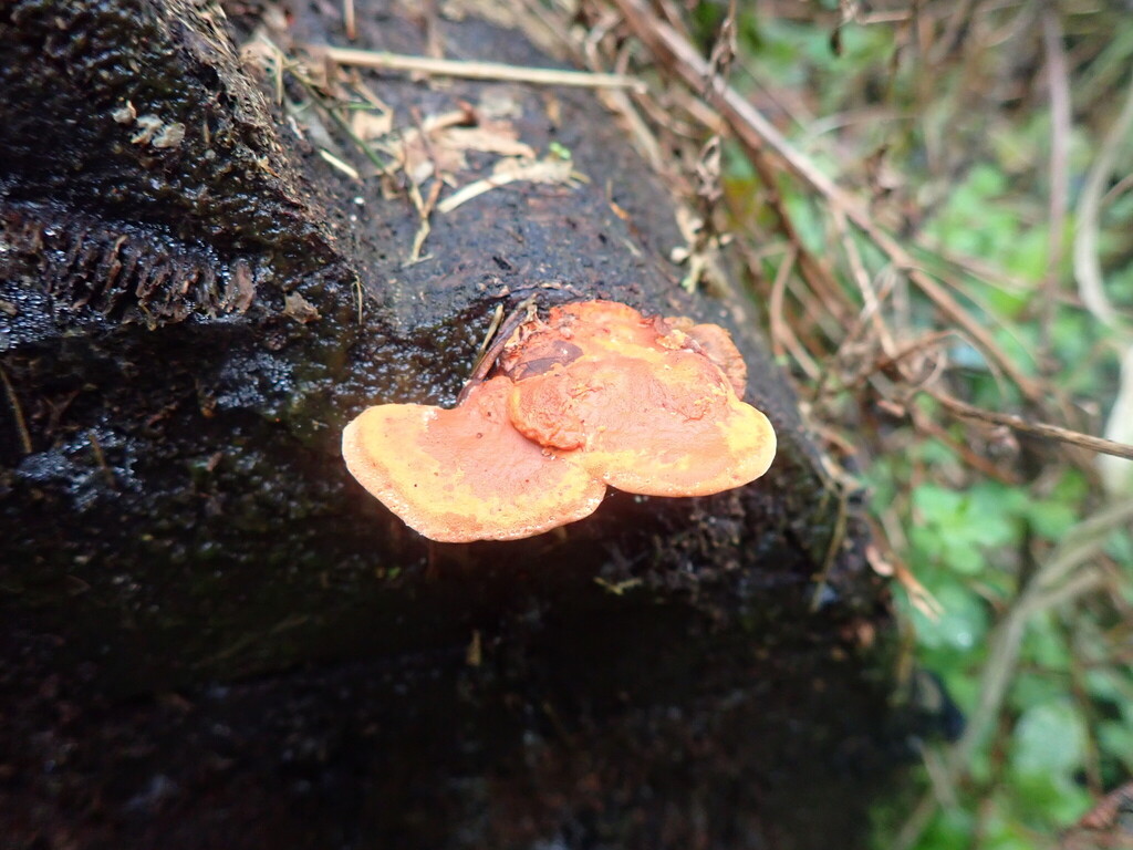 Trametes coccinea · April 2025 · photo: © shaun_thompson (iNaturalist, cc-by)
