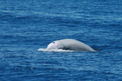 Ziphius cavirostris