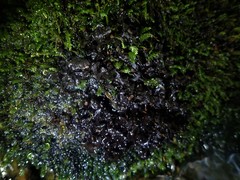 Peltigera hydrothyria