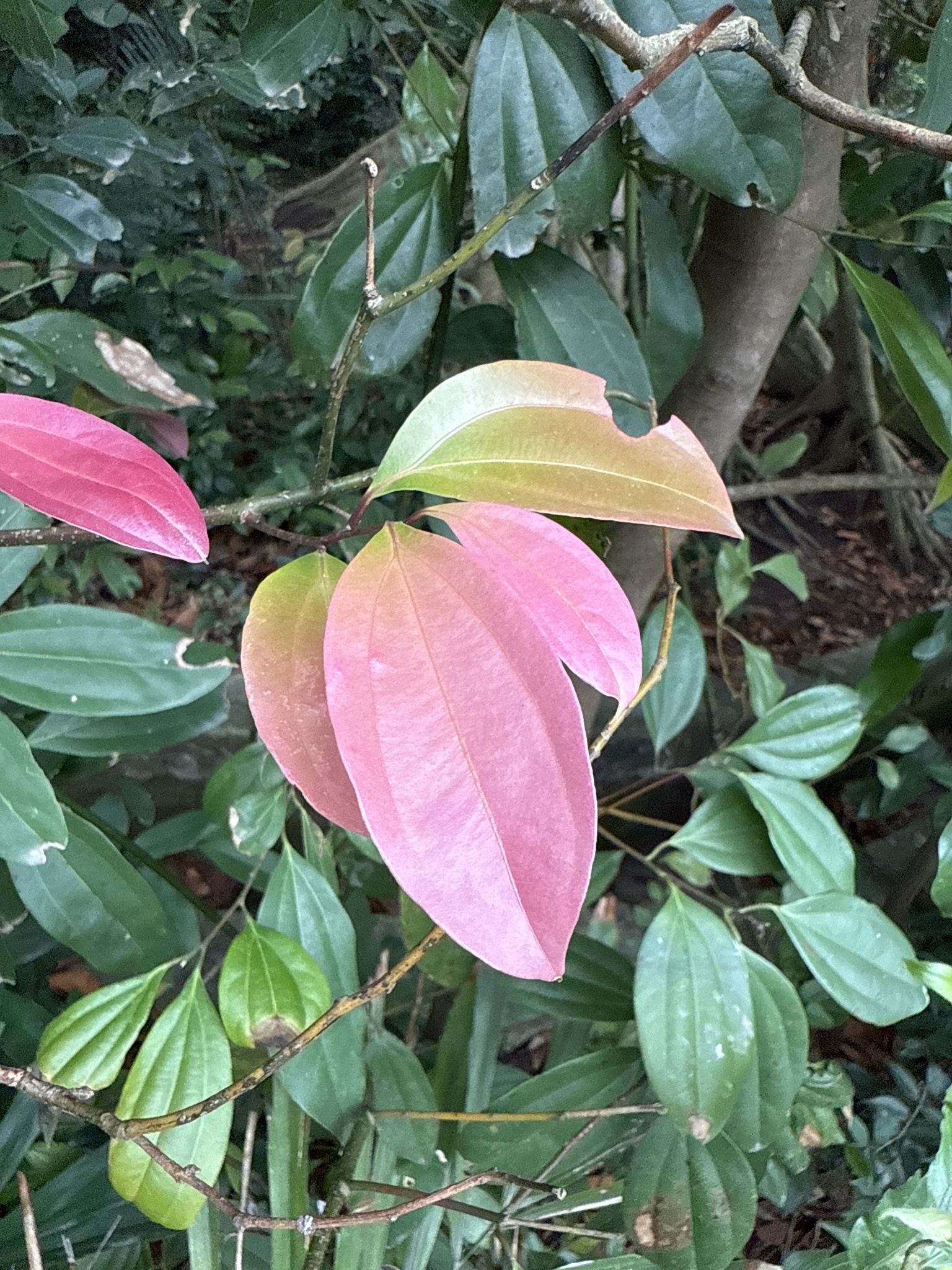 Imagem de Canela