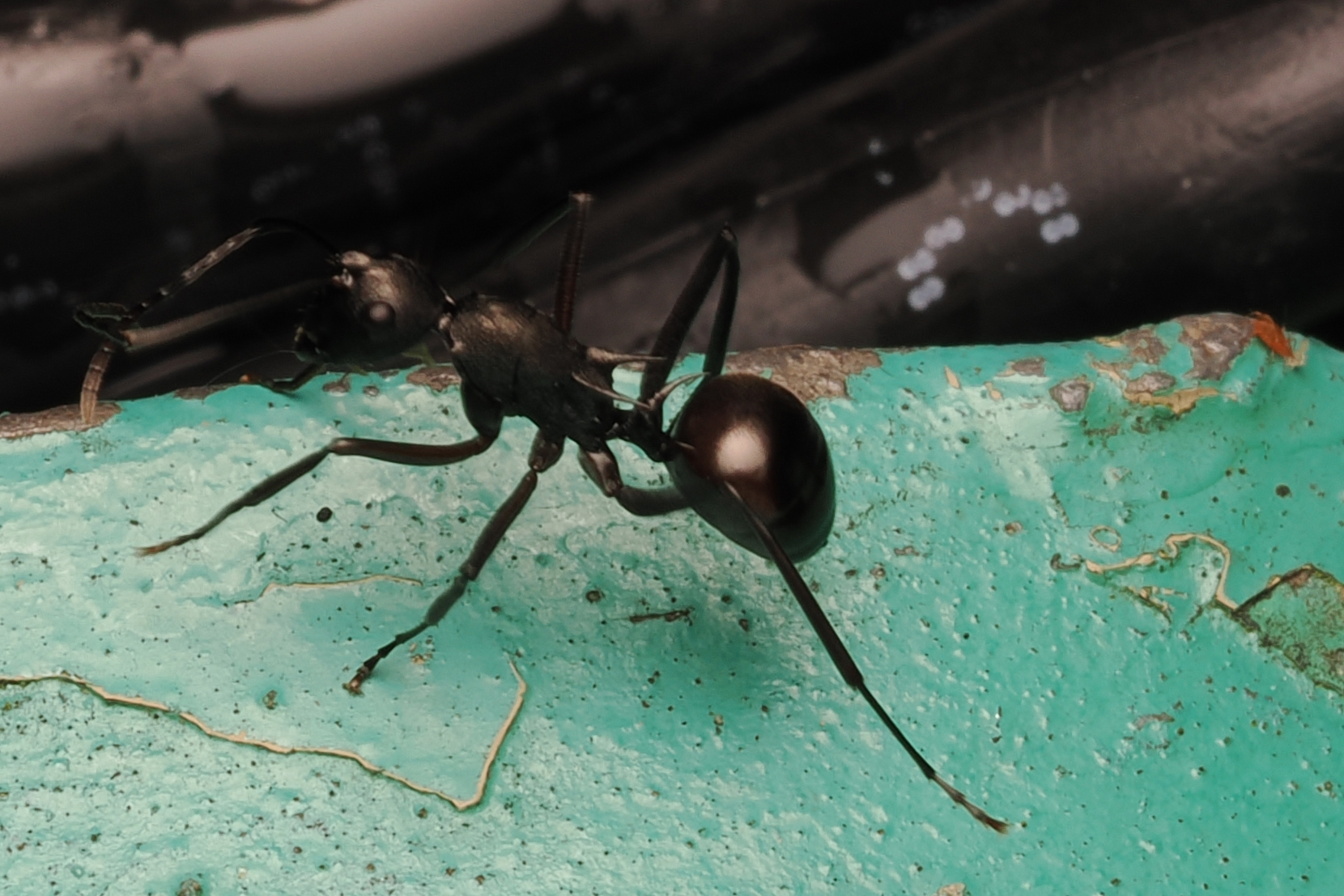 Polyrhachis peetersi