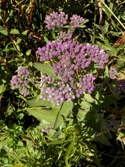 Pluchea odorata odorata