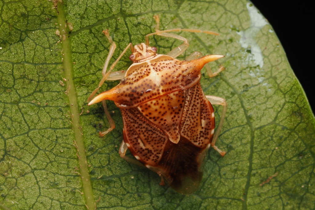 Elasmucha truncatula