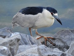 Nycticorax nycticorax