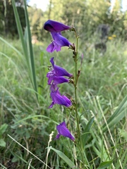 Penstemon neomexicanus