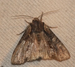 Lacinipolia sareta