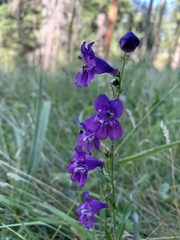 Penstemon neomexicanus