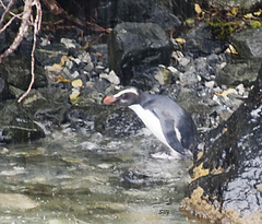 Eudyptes pachyrhynchus