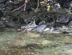 Eudyptes pachyrhynchus