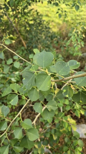 Dalbergia sissoo