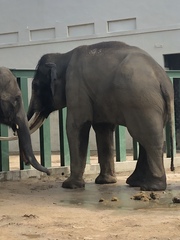 Elephantidae