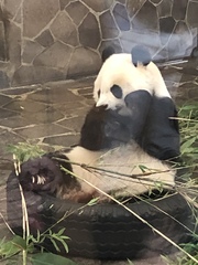 Ailuropoda melanoleuca