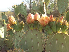 Opuntia engelmannii engelmannii