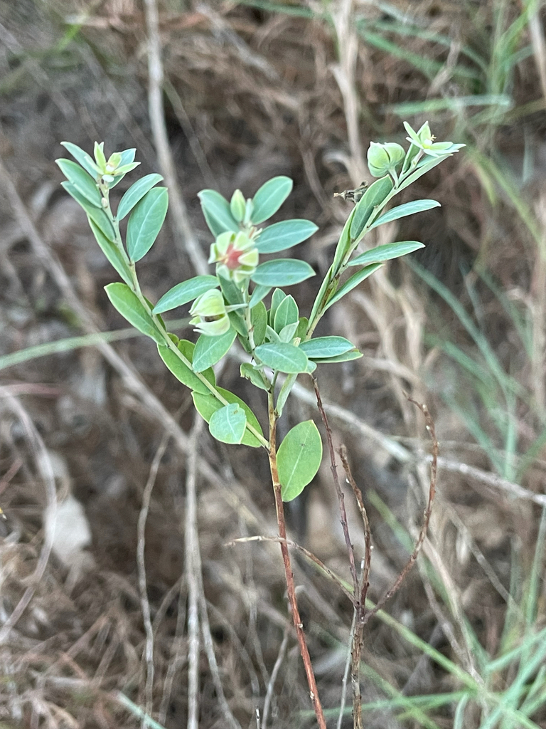 Sand Spurge