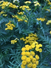 Tanacetum vulgare