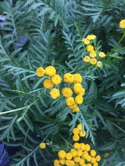 Tanacetum vulgare