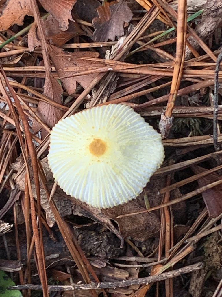 Leucocoprinus fragilissimus · April 2025 · photo: © charlotte_sutton1 (iNaturalist, cc-by)