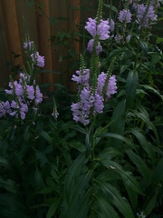 Physostegia virginiana