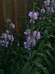 Physostegia virginiana