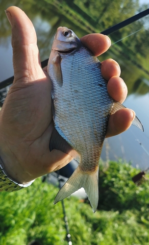 Silver bream (Blicca bjoerkna) — Cyprinidae — 3