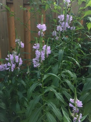 Physostegia virginiana