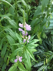 Physostegia virginiana
