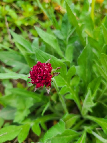 Image of Knautia macedonica by (c) Daniel Linzbauer, some rights reserved (CC BY)